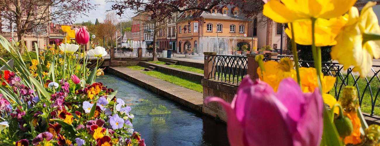 Protection des zones tourbeuses : un stage étudiant au cœur de la vallée du Falkensteinerbach