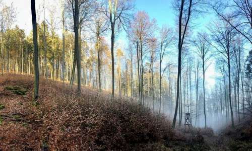 Exposition : les forêts du Grand Est à l’épreuve du changement climatique