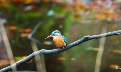 Atlas de la Biodiversité Communale · Avis de recherche