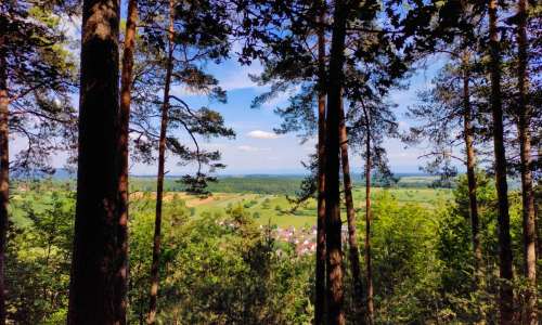 2025, année de la forêt : un hommage à notre patrimoine naturel