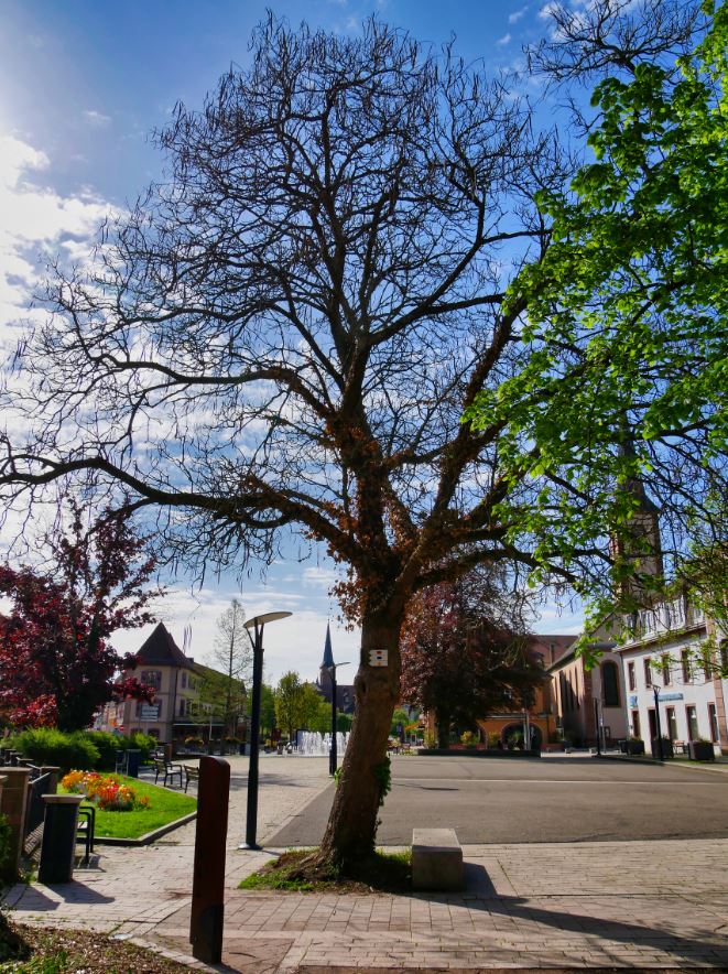 2. Catalpa ou arbre à haricots