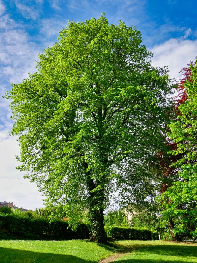 20. Tilleul à grandes feuilles