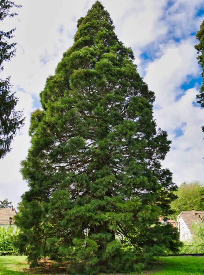 27. Séquoia géant
