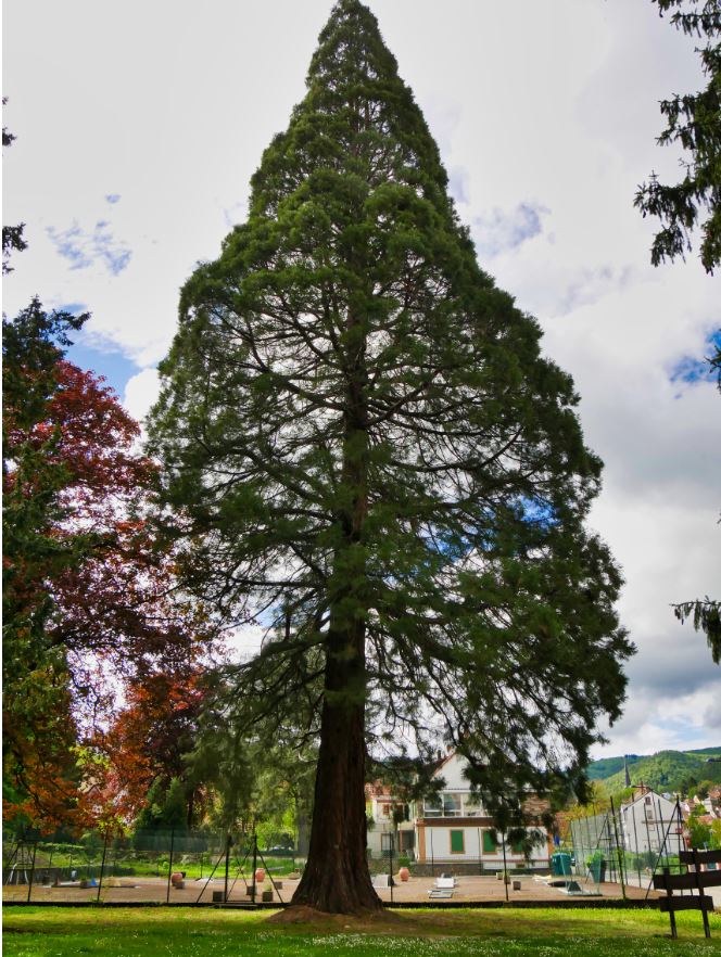 49. Séquoia Géant