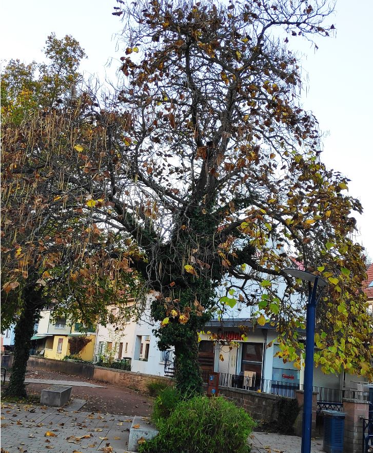 2. Catalpa ou arbre Ă haricots
