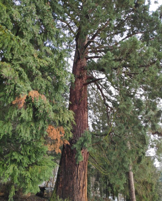 41. Sequoia