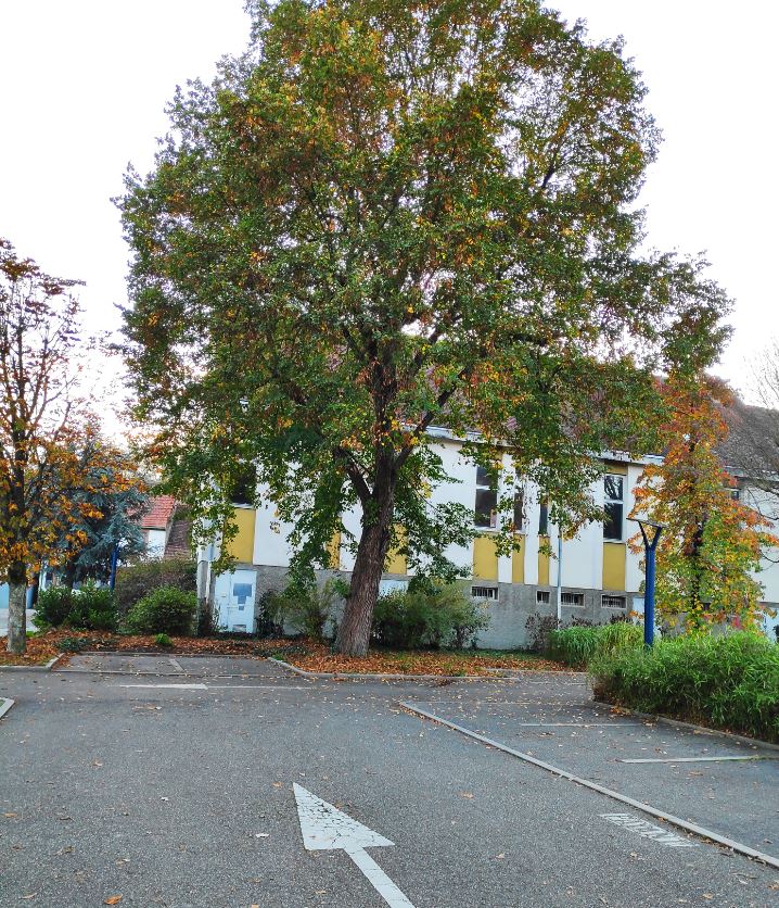4. Tileul