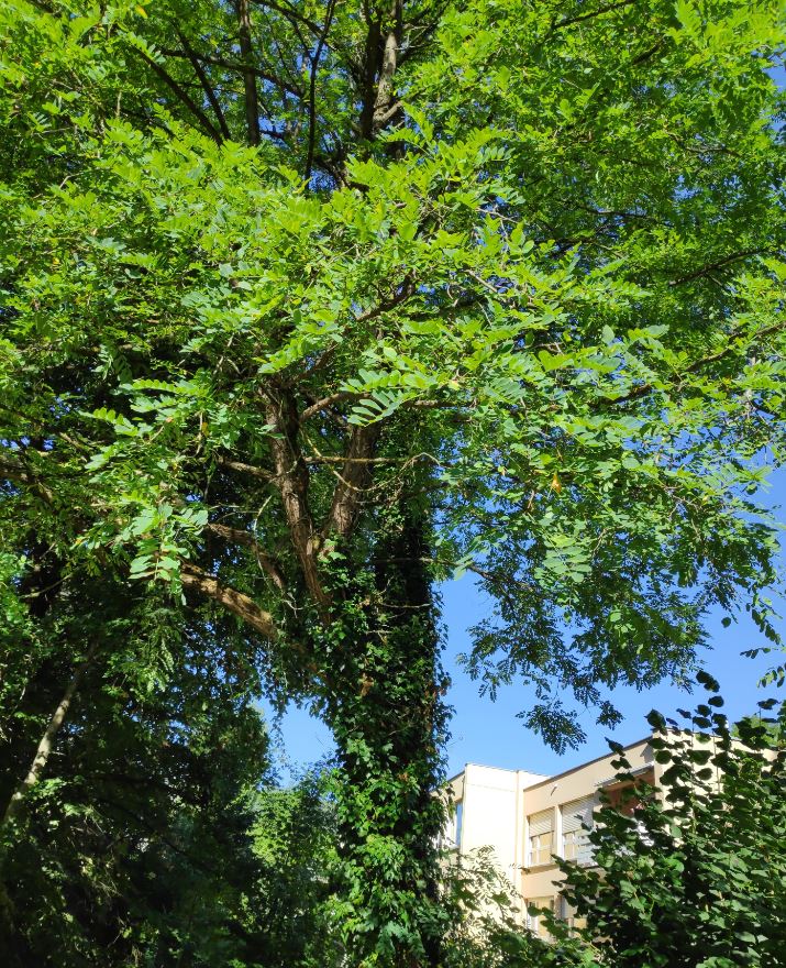 8. FrĂŞne