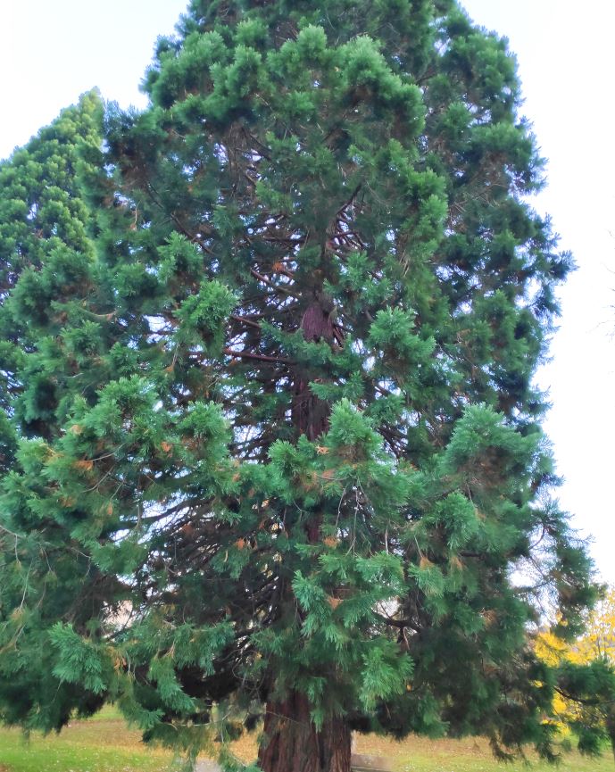 18. Séquoia géant