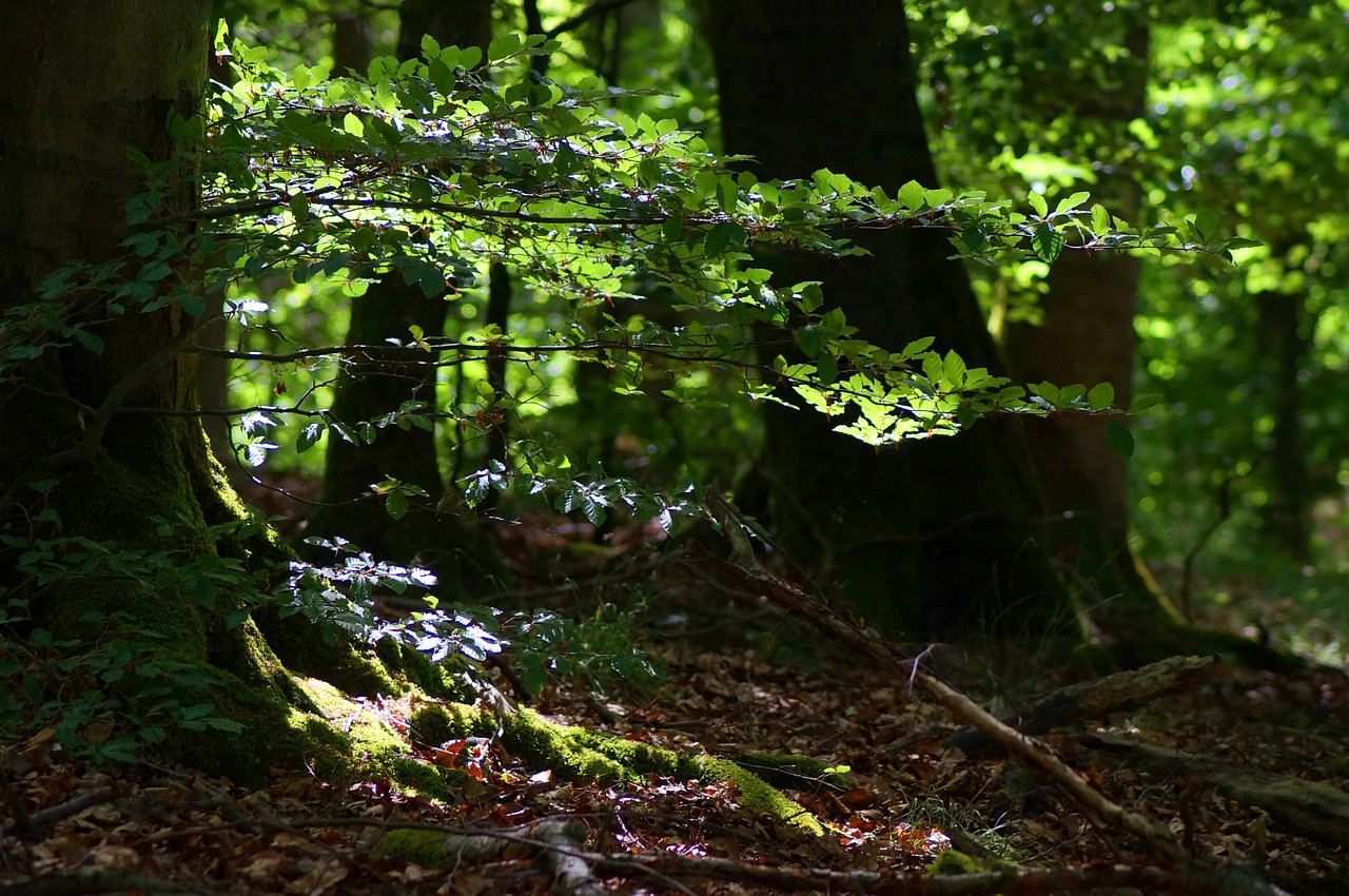 Foret du Wintersberg à Niederbronn