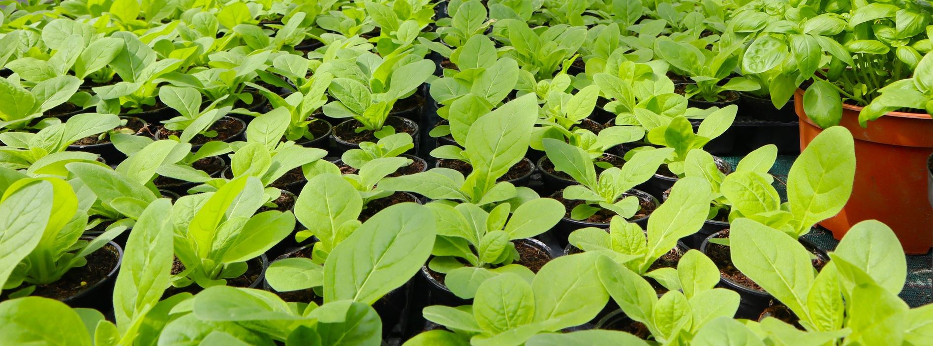 Zoom semis de la serre municipale